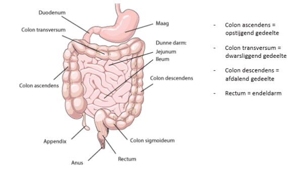 Ziektebeeld | Endeldarm operatie | HMC