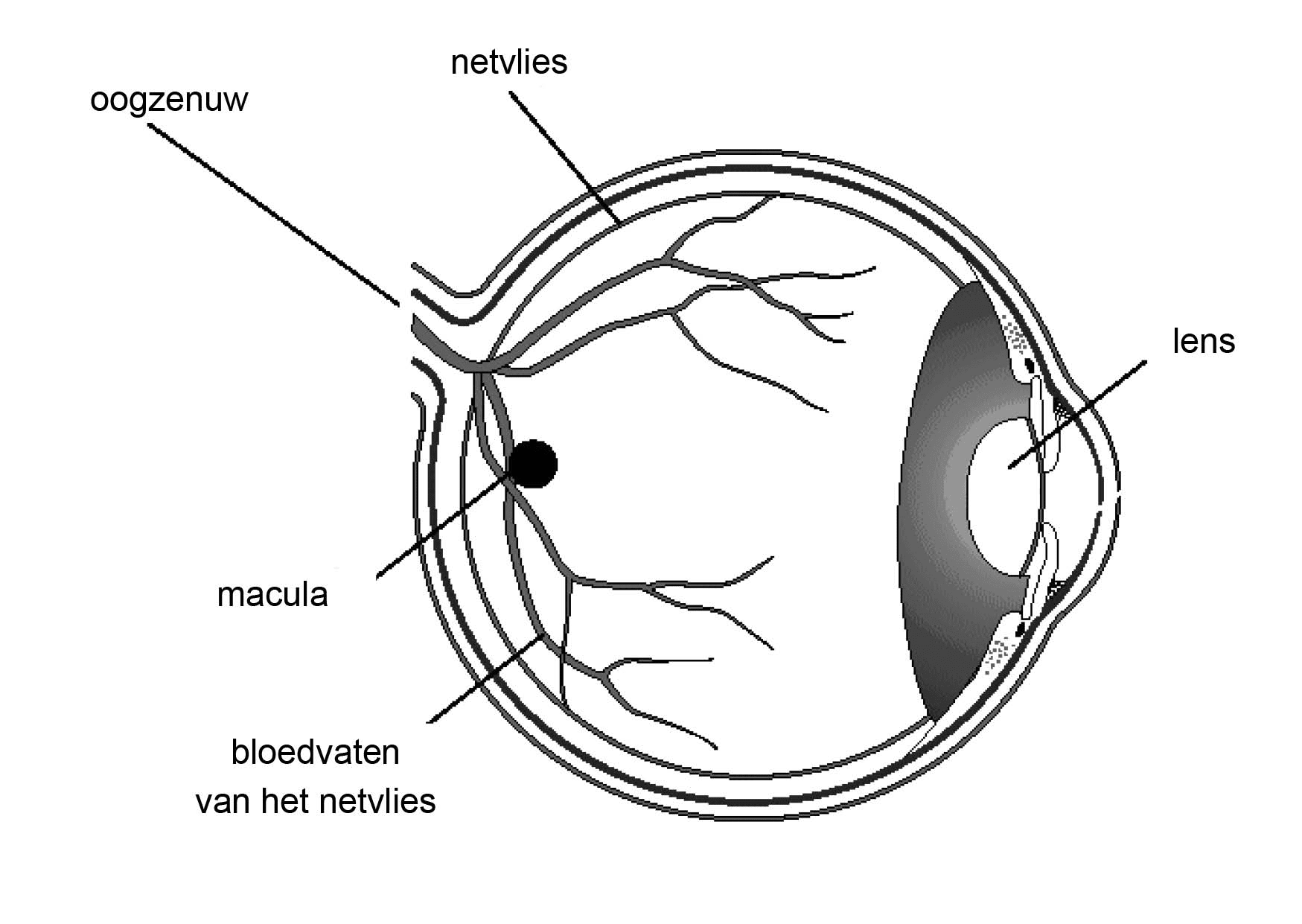 Doorsnede van het oog