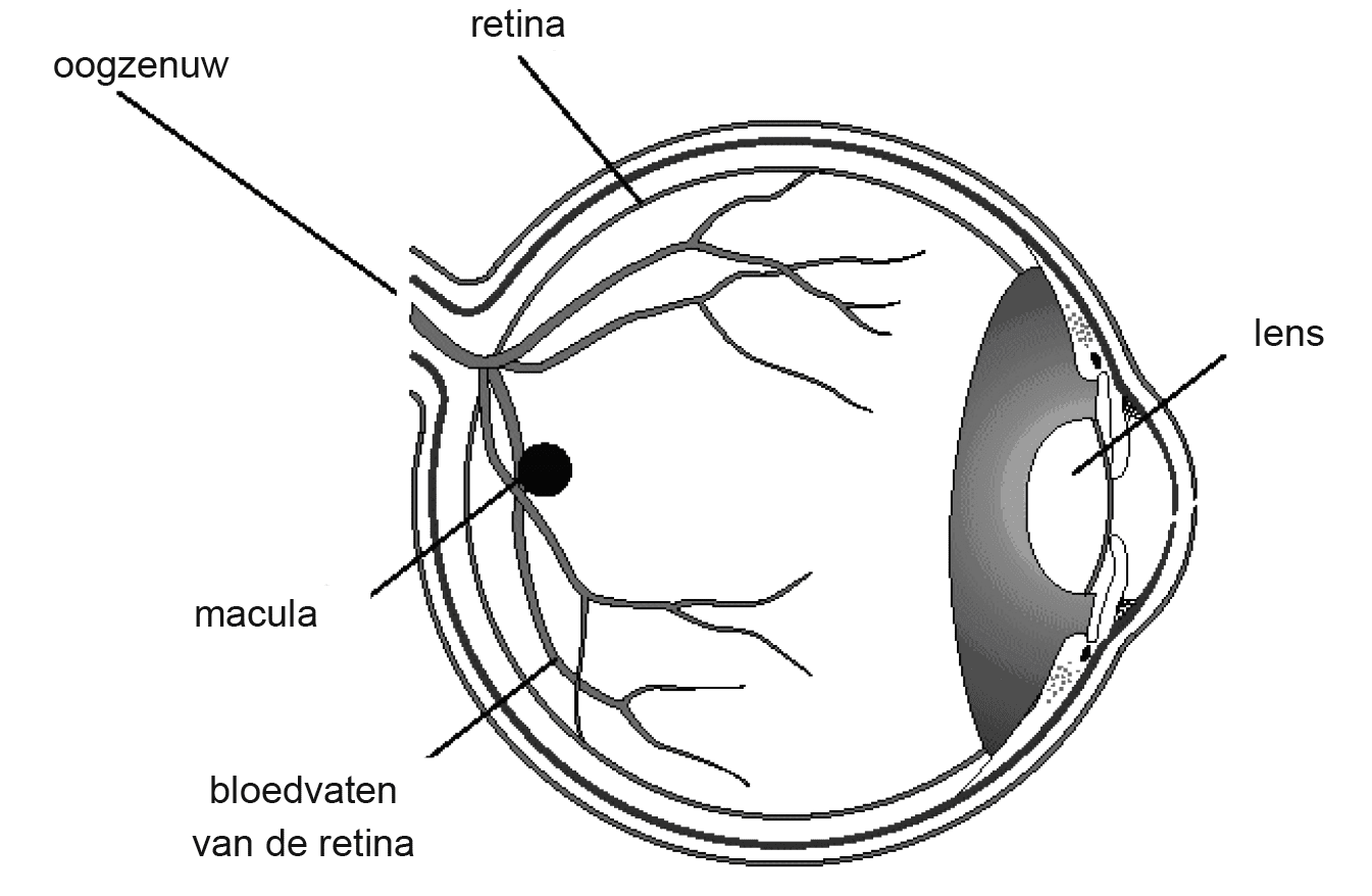 Doorsnede van het oog