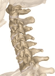 harde_halskraag_vh_folder_h1139_fig_1.png