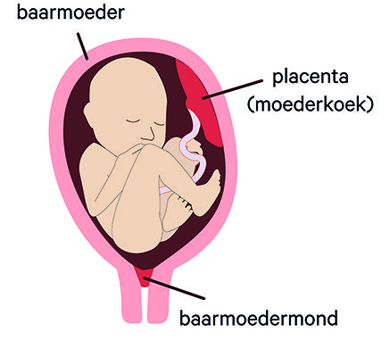 Bij een stuitligging ligt het hoofd van uw baby bovenin de baarmoeder. De billen en/of de voetjes liggen beneden, bij de uitgang van het bekken