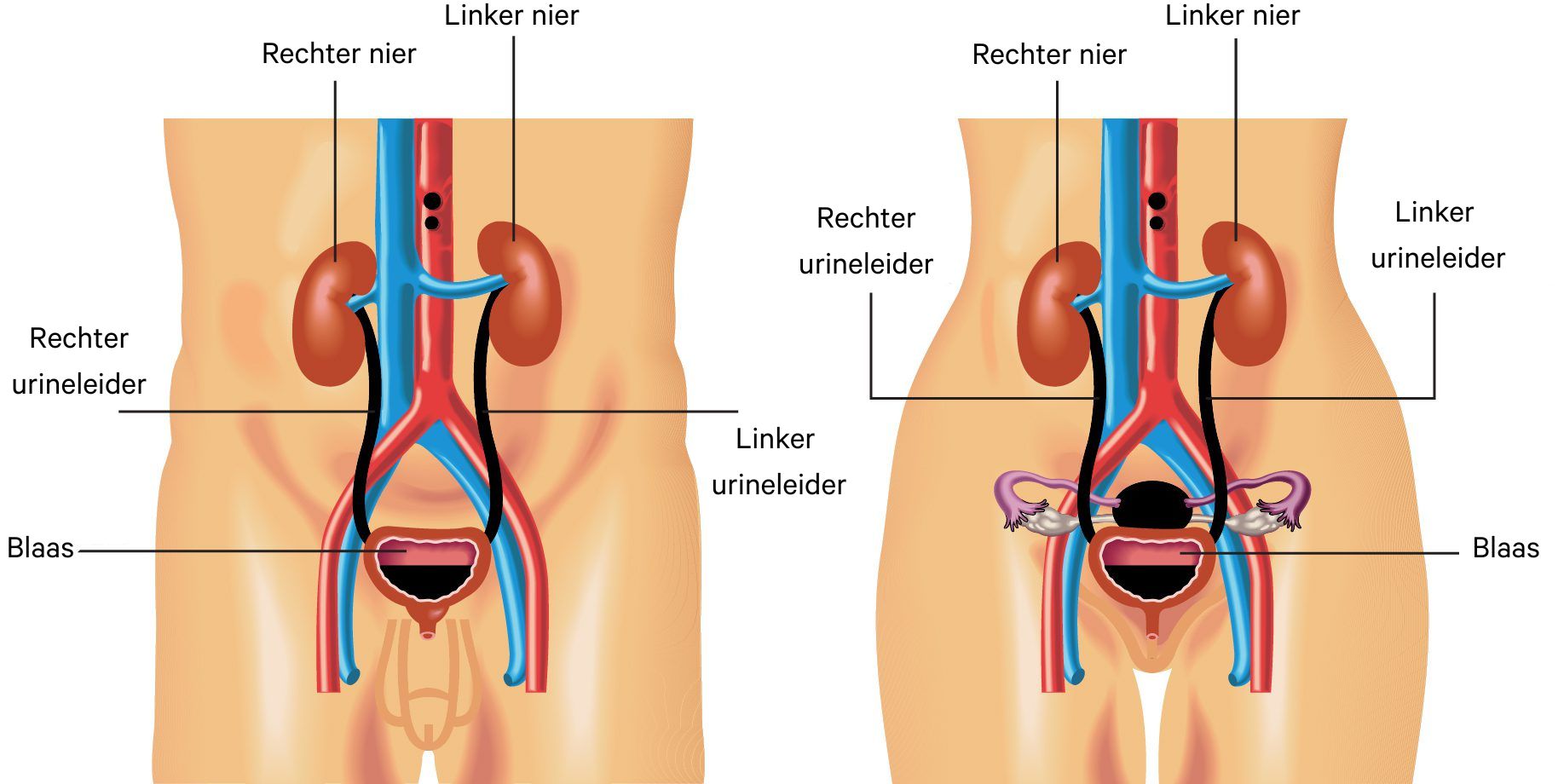 schematische urinesysteem man en vrouw