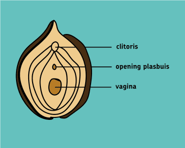 Zelfkatherisatie vrouw clitoris, opening plasbuis, vagina