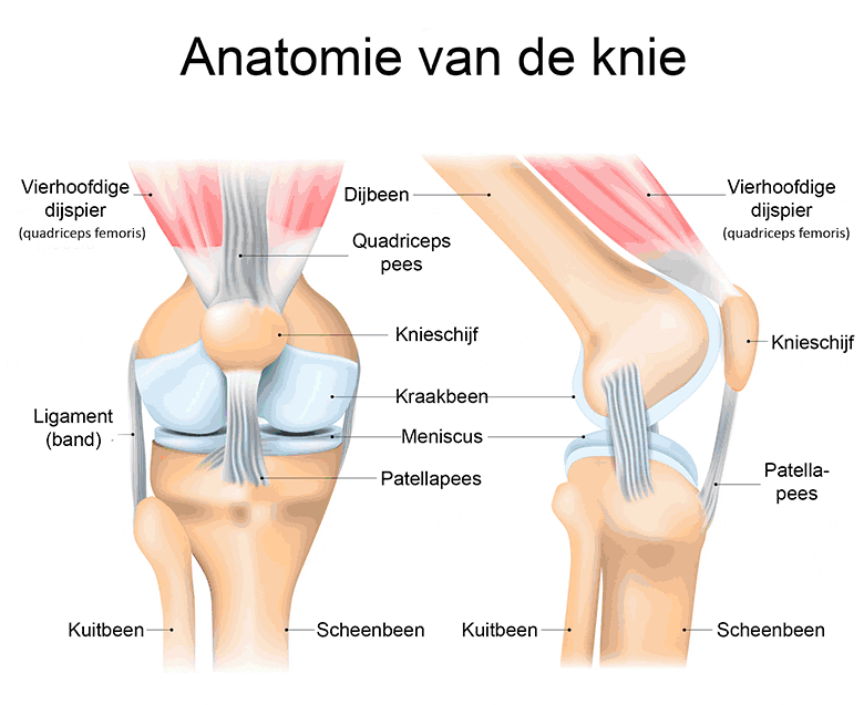 Anatomie van de knie