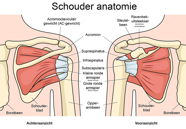 Schouder anatomie