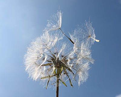 Paardebloem met wegwaaiende pluis