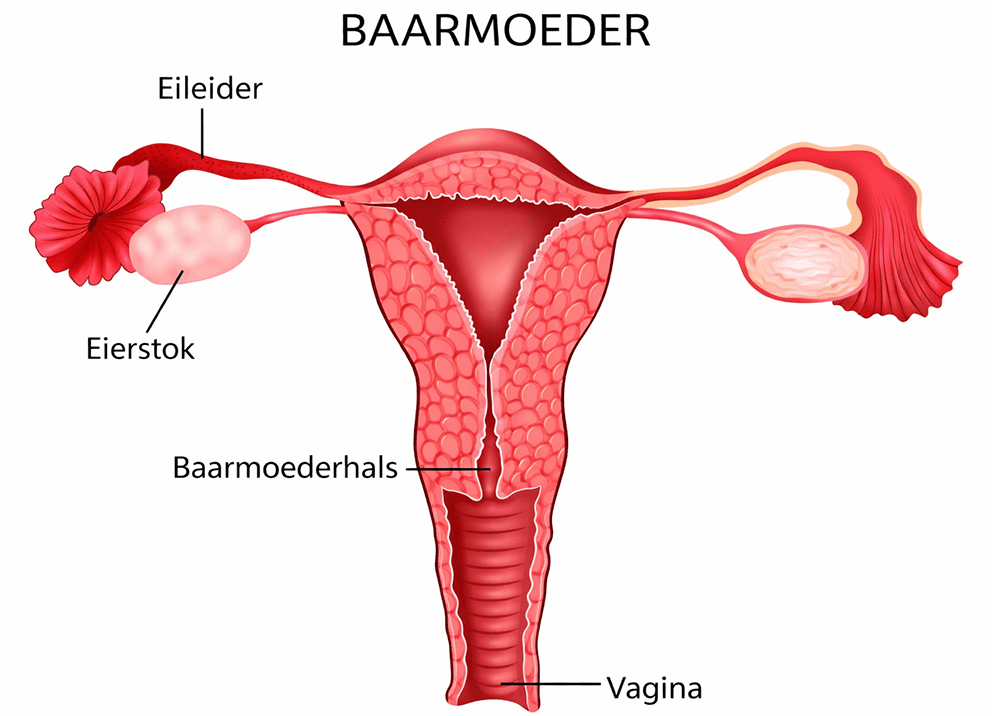 Baarmoeder