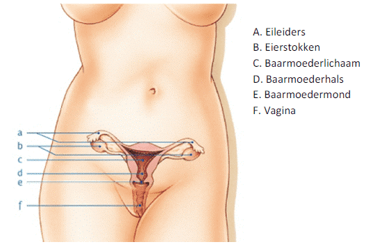 De inwendige vrouwelijke geslachtsorganen