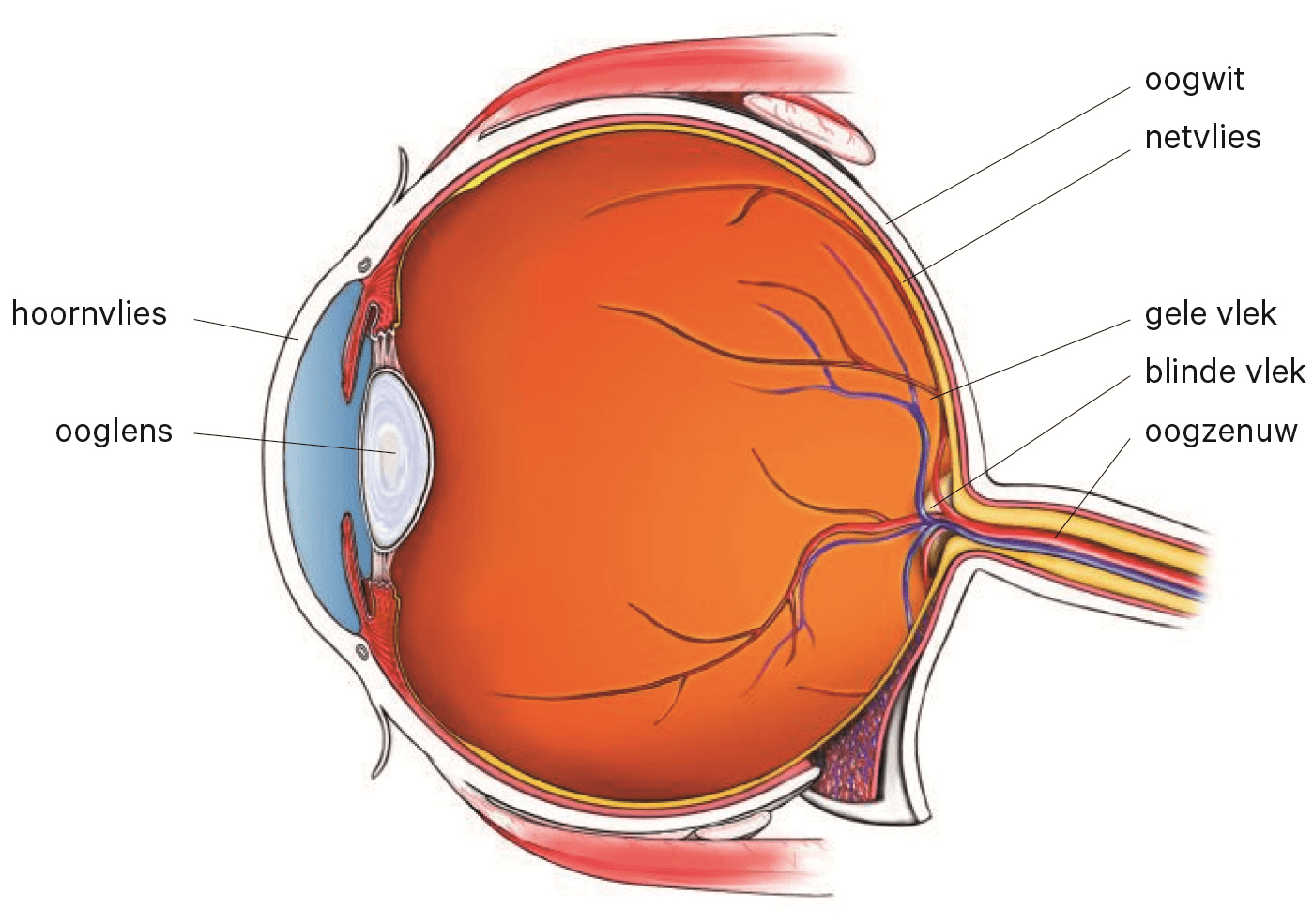Aandoening van het netvlies - Macula pucker | HMC